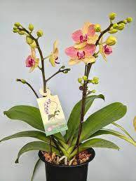 ORCHIDÉES PHALAENOPSIS